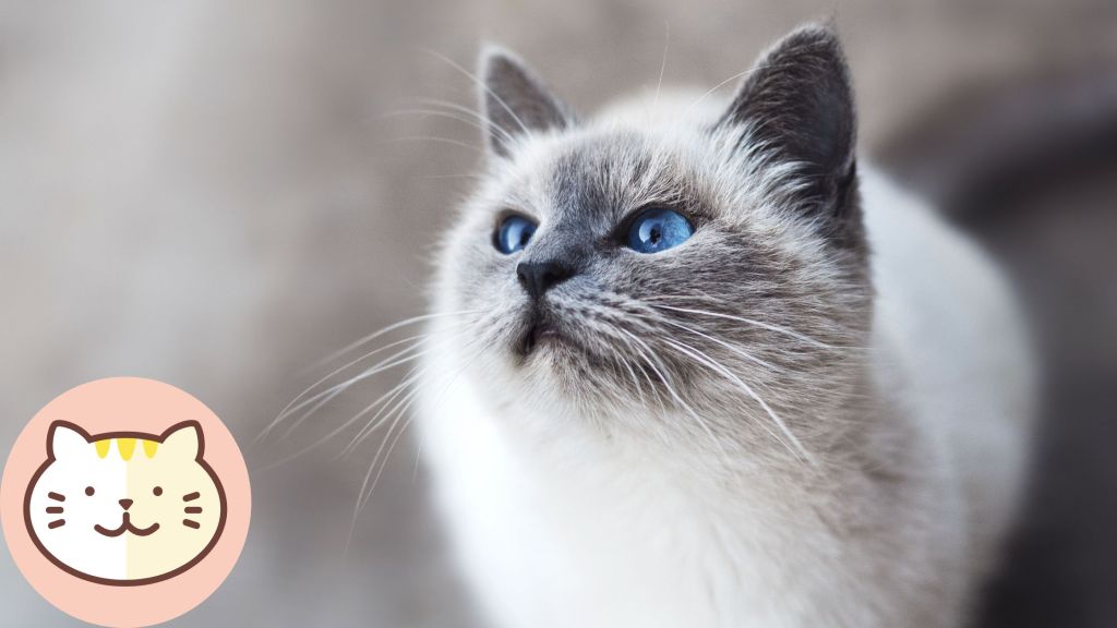 cute cat with blue eyes